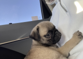 Pug 2 aylık orijinal